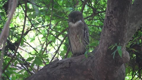Brown Fish Owl resting before a night of hunt in Tadoba national park Stock Footage 339664046