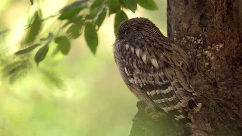 Brown Fish Owl resting on a tree in northern India 스톡 동영상 300952827