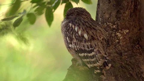 Brown Fish Owl resting on a tree in northern India Stock-Footage 300952854
