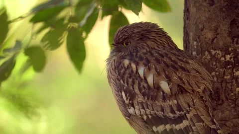 Brown Fish Owl resting on a tree in northern India Stock-Footage 300952875