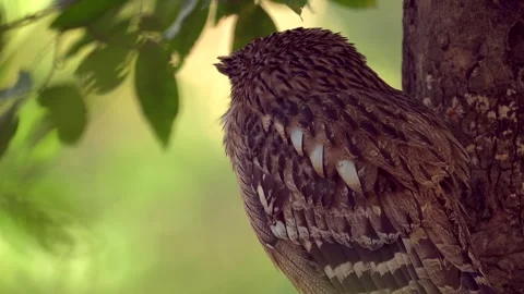 Brown Fish Owl resting on a tree in northern India Stock-Footage 300952891