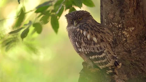 Brown Fish Owl resting on a tree in northern India Stock-Footage 300952906