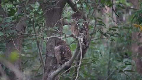Brown fish owl settled down to rest in Pench national park Stock Footage 325716971