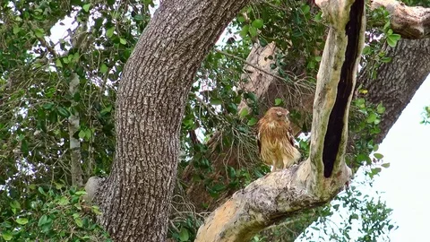 Brown fish Owl sitting on large tree. Yala National Park, Sri Lanka. Stock Footage 93579541