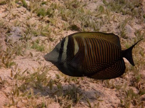 Brown fish Stock Photos