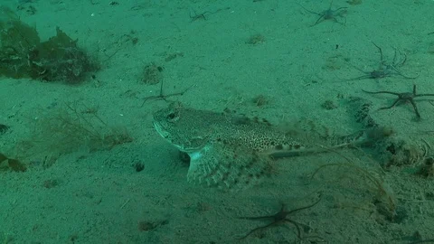 Brown fish standing on the bottom of the Arctic Ocean – Underwater shot Stock Footage 100599991