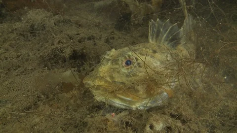 Brown fish standing on the bottom of the Arctic Ocean – Underwater shot Video stock 100925468