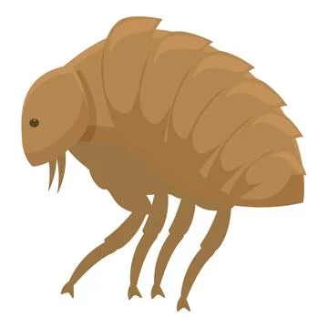 Brown flea insect walking side view 스톡 일러스트