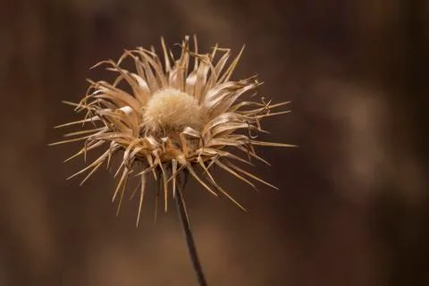 Brown flower desert Stock Photos