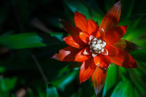 Brown flower Stock Photos