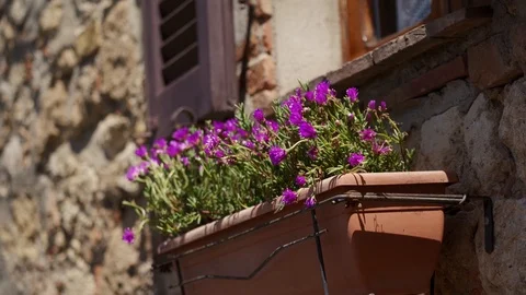 Brown flower pot with pink hydrangeas hangs under window on ancient stone wall 库存影片 123874876