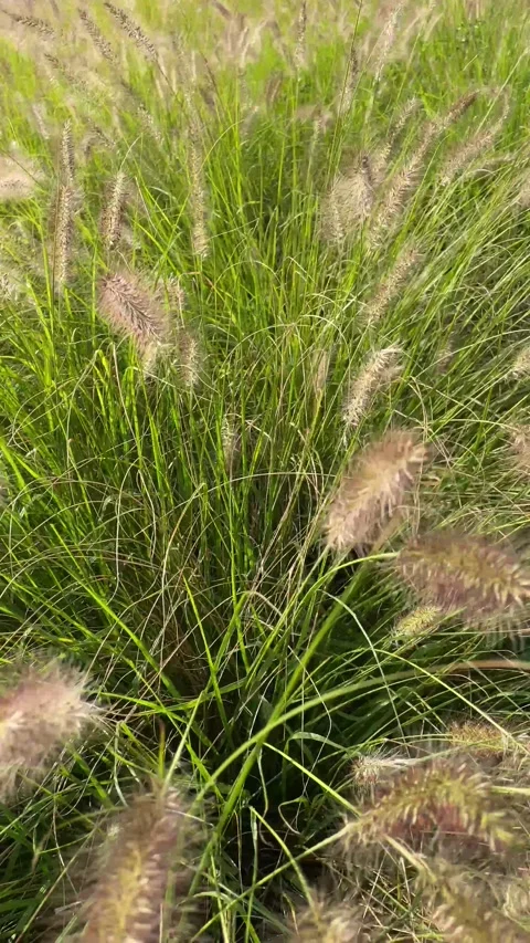 Brown flowers plant in the garden in springtime, 4k video Stock Footage 248061253