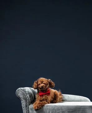 Brown fluff Stock Photos
