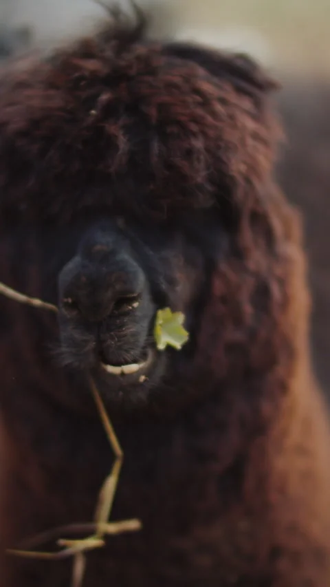 Brown fluffy alpaca chewing on camera, vertical close-up video Stock Footage 252064666