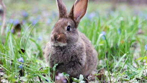 Brown fluffy cute rabbit with big ears is washing Stock Footage 128300214