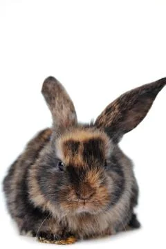 Brown  fluffy rabbit Stock Photos