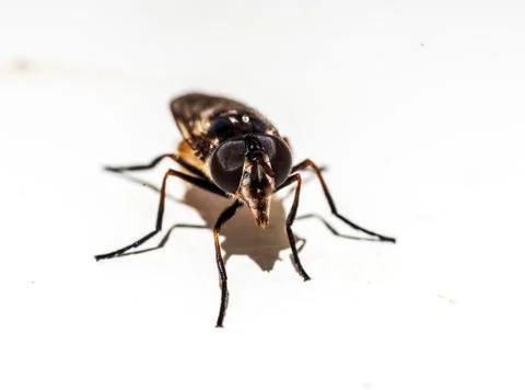 Brown fly on white background Stock Photos