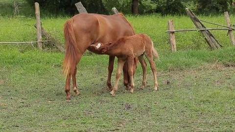 Brown foal drinks from grazing mare in green grassy meadow Stock Footage 76507689