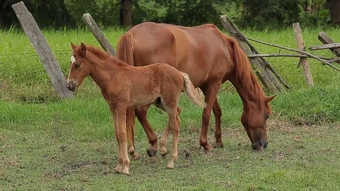 Brown foal drinks from grazing mare in green grassy meadow Stock-Footage 76507755