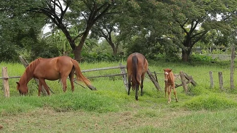 Brown foal drinks from grazing mare in green grassy meadow Stock Footage 76507830