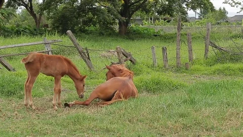 Brown foal drinks from grazing mare in green grassy meadow Stock Footage 76507888