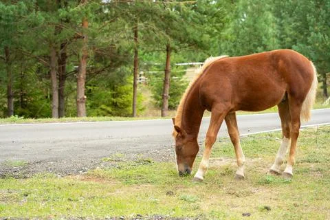 A brown foal eats grass on the side of the road Stock Photos
