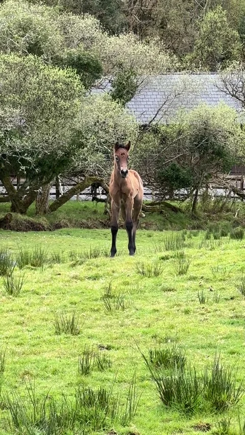 Brown foal on the meadow Stock-Footage 314505058
