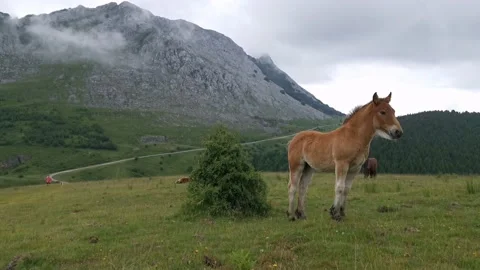 Brown foal observing the panorama from the meadows Video stock 132835586