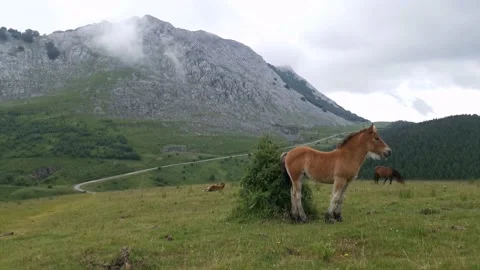 Brown foal observing the panorama from the meadows Stock Footage 132835638