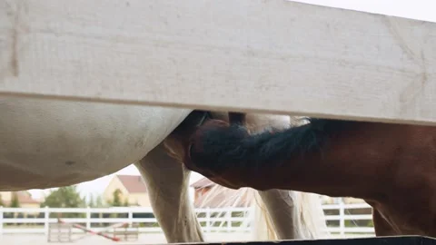 A brown foal stands in the paddock with its mother and sucks on the mother's Stock Footage 155999805