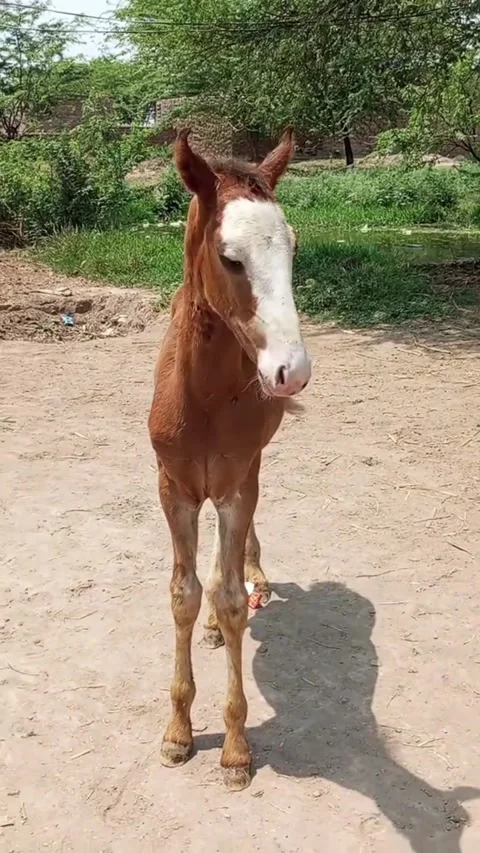 Brown Foal with White Face Marking Looking Around. Vídeos de archivo 335065222