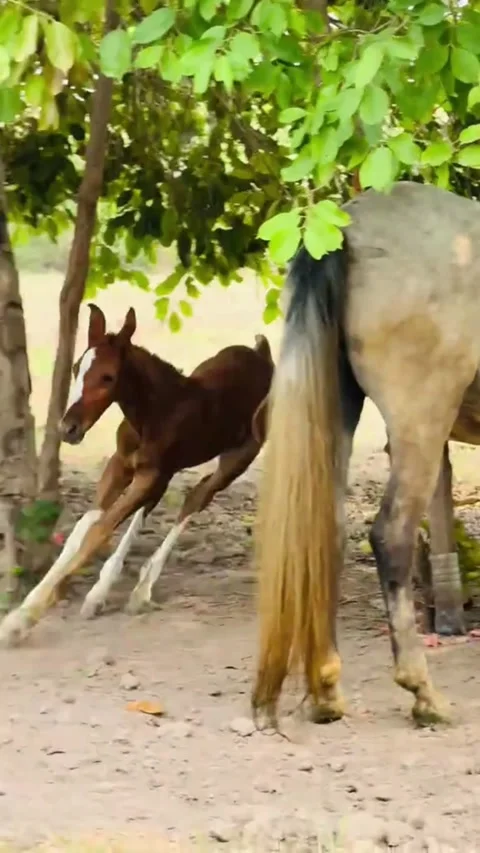 Brown Foal with White Socks Having Fun Near Mother Horse. Vídeos de archivo 335606344