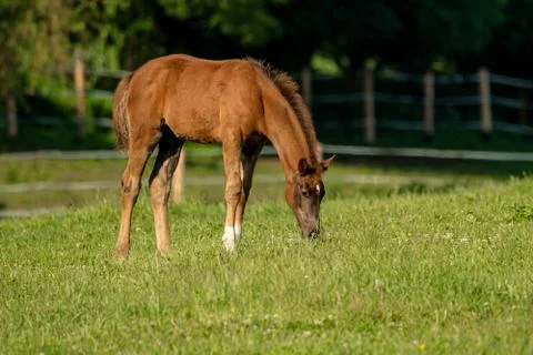 Brown foal with white socks Stock Photos