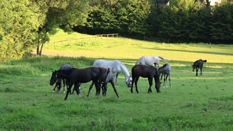 Brown foals and white horses of Lipizzaner breed in the meadow Stock Footage 248242521
