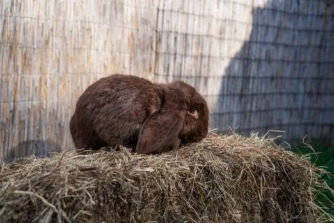 Brown fold ram medium sized rabbit sitting on a hay before Easter Stock Photos