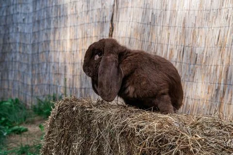 Brown fold ram medium sized rabbit sitting on a hay before Easter Stock Photos