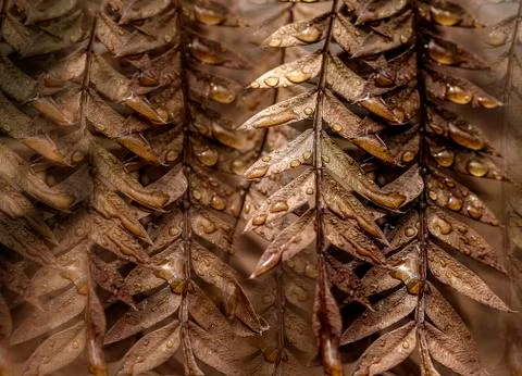 Brown foliage (close up) Stock Photos