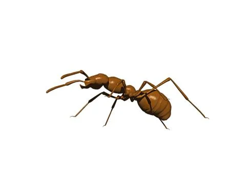 Brown forest ant crawls around Stock Illustration