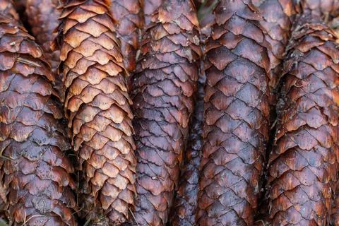 Brown forest cones. Fotos Stock