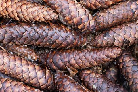 Brown forest cones. Fotos de archivo