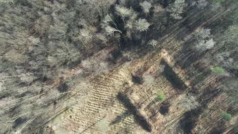 Brown forest at the end of winter from a drone - eyebird view - barren forest Stock Footage 276913198