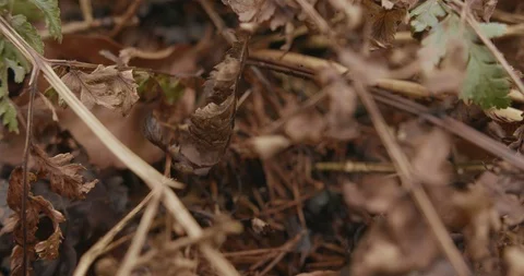 Brown forest floor with fallen leaves texture in autumn macro shot focus pul Stock Footage 125662328