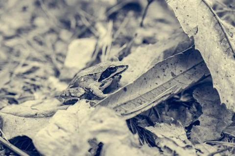 Brown forest frog sitting and posing on fallen leaves. Stock Photos