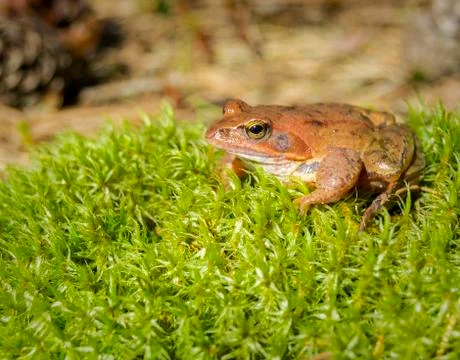 Brown forest frog sitting on the grass. Stock Photos