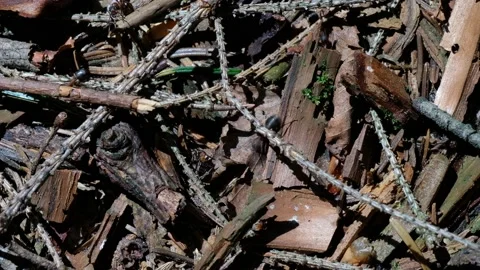 Brown forest litter and running ants in macro. Stock Footage 132810023