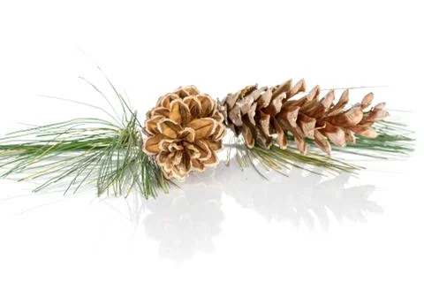 Brown forest pine cone isolated on white Stock Photos