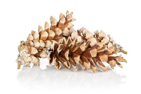 Brown forest pine cone isolated on white Stock Photos