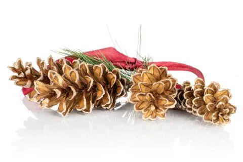 Brown forest pine cone isolated on white Foto stock