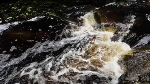 Brown Forest Stream 4K Close-up Video Stock Footage 319924035