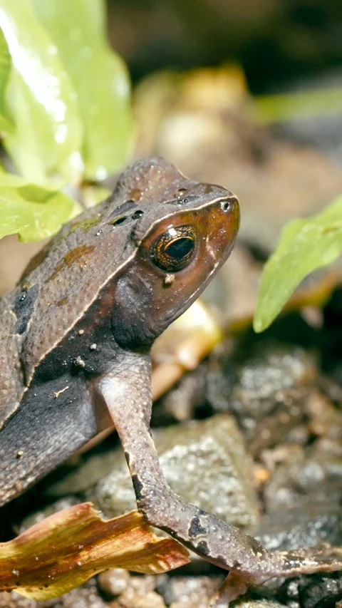 Brown forest toad sitting on the ground in Costa Rica. Vertical Stock Footage 336904168